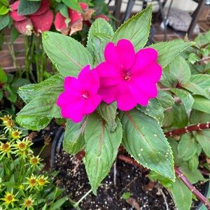 Meet your Posher, Jenny